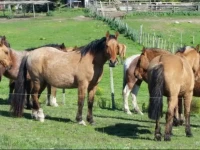 Estancia TurГ­stica Don JoaquГ­n 