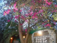Jungle Flower Guest House 1*