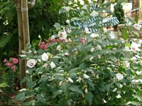 Villa Ogulin 2 