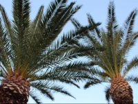 Due Palme 