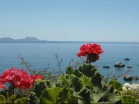Nikos Place 
