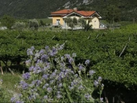 Appartamenti Al Vigneto 