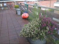 Logement De witte klok