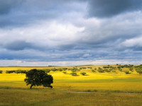 LAnd Vineyards