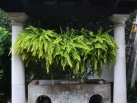 Meson del Alferez Coatepec 4*