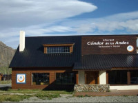 Condor De Los Andes