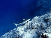 Calyx Grand Fuvahmulah 