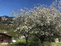 Hotel Walserhof 4*