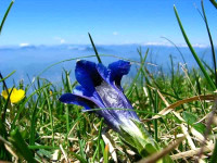 Genzianella