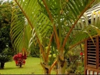 The Still Plantation Resort Soufriere 3*