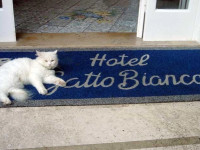 Gatto Bianco