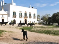 Masseria Tagliente 2*