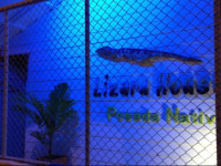 Posada Nativa Lizard House