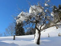Laubichlhof 4*
