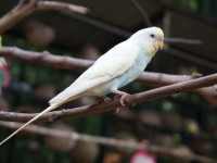 DCoconut Hill Resort