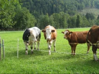 Biobauernhof Hauserbauer 1*
