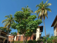 Cubanacan Versalles