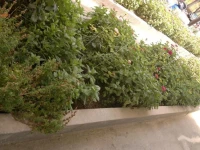 Fania Apartments 1*