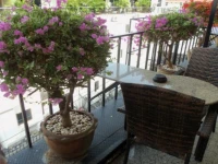 The Copa Guesthouse Pattaya 3*