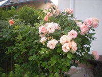 Haus Pircher 1*