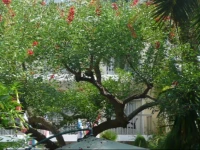Cannes Garden Hotel 3*