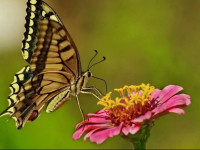 Pauls Garden Studios