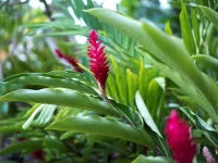 Hyatt Regency Guam 5*