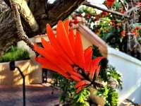 Coral Tree Inn 5*