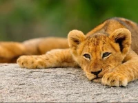 Inyati Game Lodge 4*