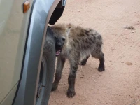 Rhino Post Safari Lodge 3*