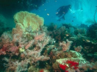Hotel Roatan Dive and Yacht Club