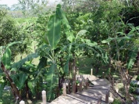 Marble Hill Farms 3*