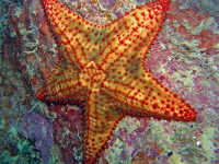 Sea Vue