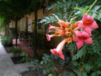 Keyif Pension Cirali