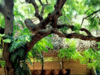 Surf n Sun - Arugambay Guesthouse