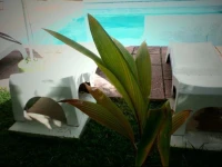 Ikaro Suites Cancun 3*