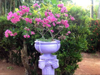 Chaya Villa Guest House