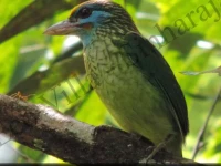 Eco Villa Sinharaja 