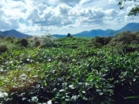 La Montagne 