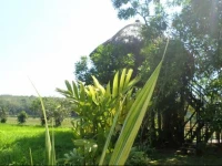 Huma Terra Green Lodge 