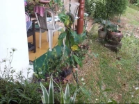 Andys Homestay Kandy 