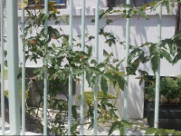Old House Kobuleti