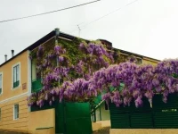 GuestHouse Natali 3*