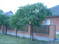 Usadba Svetlye Rosy