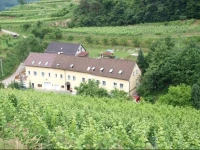 Weinbau Weidenauer 