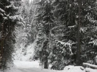 Moosanger 