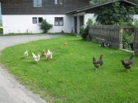 Bauernhof Malernhof 