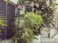Caribbean Palms Inn
