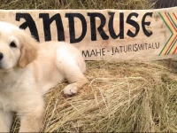 Andruse Mahe- ja Turismitalu 