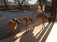 Makhato 84 Bush Lodge 